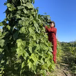 高柳晴香