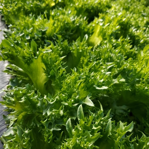 和歌山県産 水耕レタス10袋