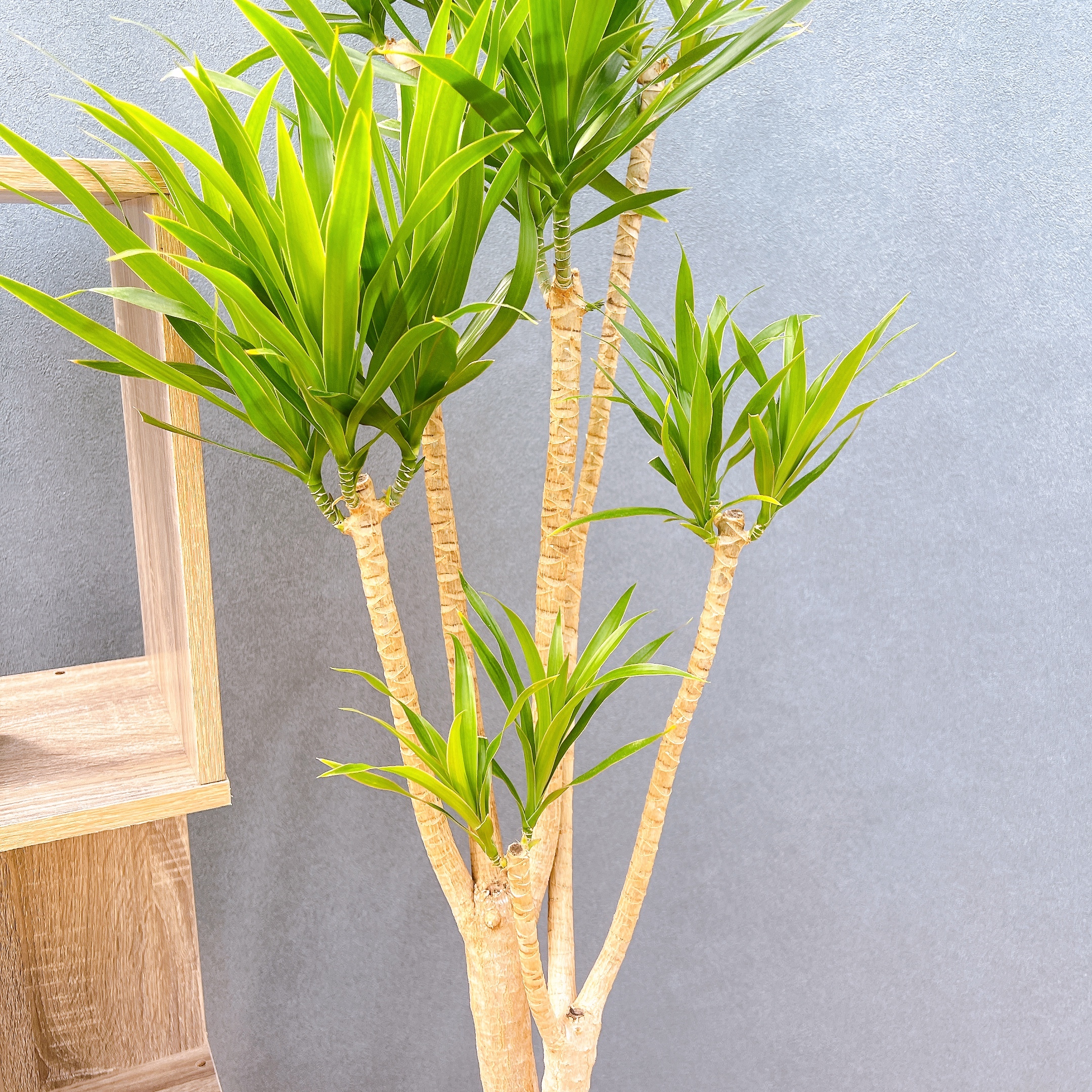 在庫販売】 ドラセナ ナビー 観葉植物 インテリアグリーン