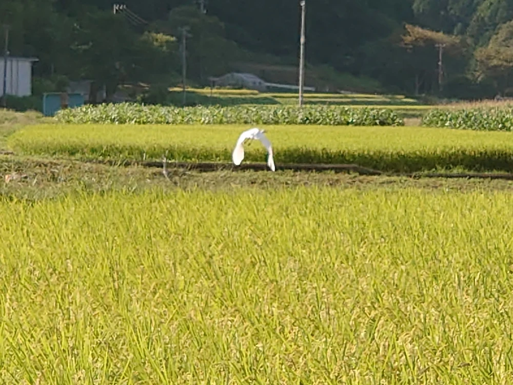 伊東農園のボカシ米(コシヒカリ)玄米:味,香り最高!