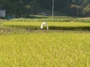 伊東農園のボカシ米(コシヒカリ)玄米:味,香り最高!