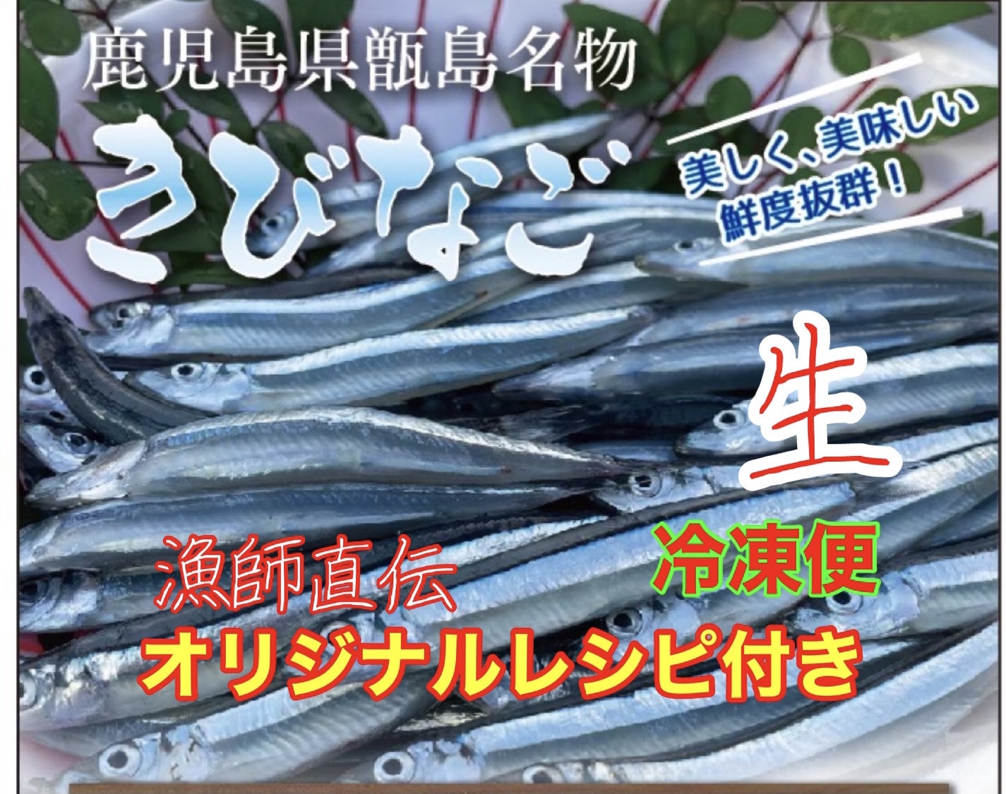 透き通る美味しさ きびなご 生 1キロより 冷凍便 農家漁師から産地直送の通販 ポケットマルシェ