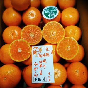 復活❢樹上本番!【地元で大人気！】味の特選 プロが選別した田口早生完熟みかん