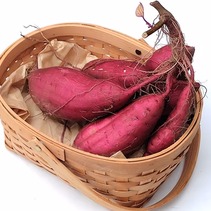 蔓つき紅はるか　掘りたて 飾って楽しみ、甘くなったら焼き芋等に　芽も食べれま