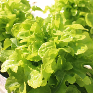 1日5セット限定❗️野菜セット ☆旬のお野菜いっぱい☆