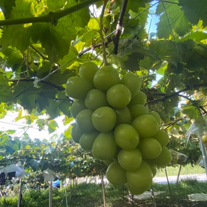 青や緑色袋を被せて旬を遅くし甘味と美味しさが増したシャイマスカットをどうぞ。