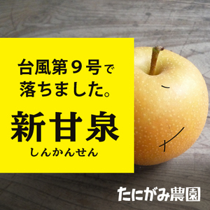 台風9号で落ちた「新甘泉(しんかんせん)」5kg箱(14～20玉)※規格外品