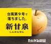 台風9号で落ちた「新甘泉(しんかんせん)」5kg箱(14～20玉)※規格外品