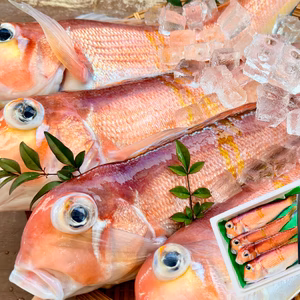 【家庭料理に】ふっくらやさしい甘みの甘鯛（アマダイ）｜漁師直送