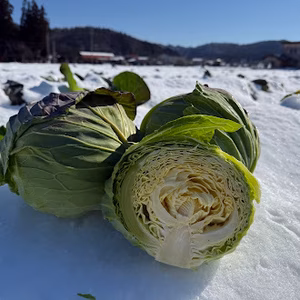 【期間限定】【旬】甘さが凝縮！巻きがしっかり！寒締めキャベツ（１玉約1500