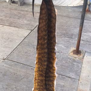 珍味　ウツボ一本物