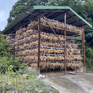 【淡路島産玉ねぎの王様】玉ねぎの王様　ターザン（5キロ）