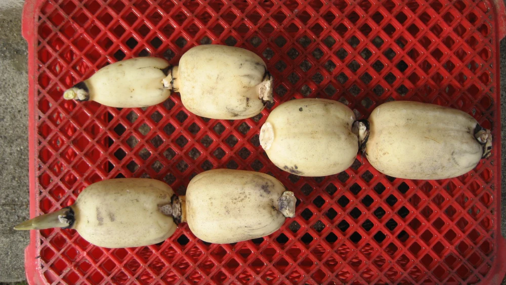 生命力あふれる木更津レンコン（親バス）1.5kg　今が旬！