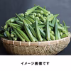 鹿児島県指宿市産　令和6年産ハウス新鮮生オクラ　8本入×20袋