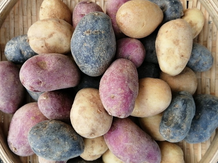 ひと口じゃがいも ホクホク しっとりのセット 農家漁師から産地直送の通販 ポケットマルシェ