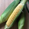 【7月限定】チョコより甘い！生で食べられるトウモロコシ！秀峰・大山よりお届け