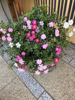 みんなの投稿の画像