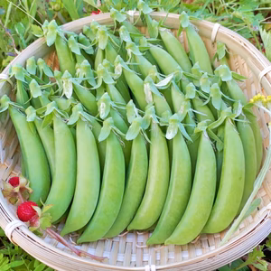 甘くてみずしい！自然栽培のスナップエンドウ400g&絹さやエンドウ90g