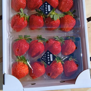 これからが旬！夏秋いちご　青森県産　すずあかね　ゆりかーご大きいイチゴ　夏いちご