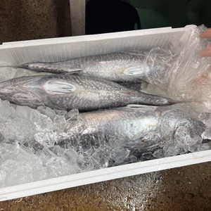 早い者勝ち❗️朝獲れのヨコワ2匹