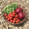 【川上農園】今が旬✨お試し野菜セット♪ ミニトマト&オクラ&ビーツ