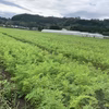 【にんじん増量中！！】綾町の豪華野菜セット！