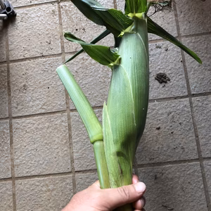 遠くの方にもお届けしたい❗️茎付きドルチェドリーム‼️