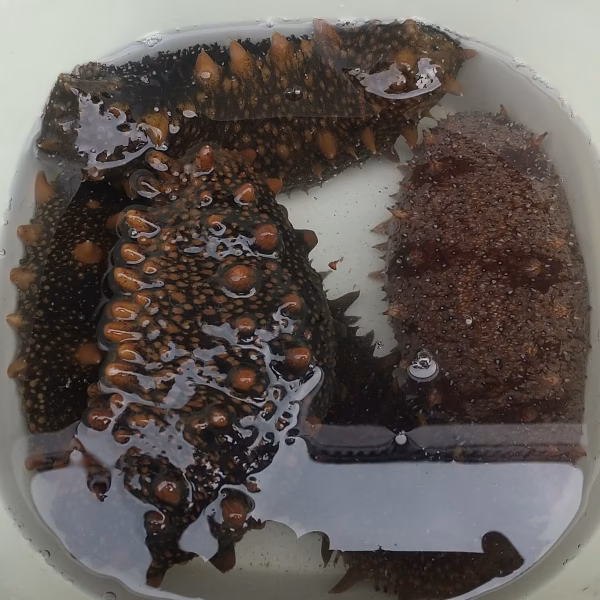 ナマコ（なまこ）陸奥湾産