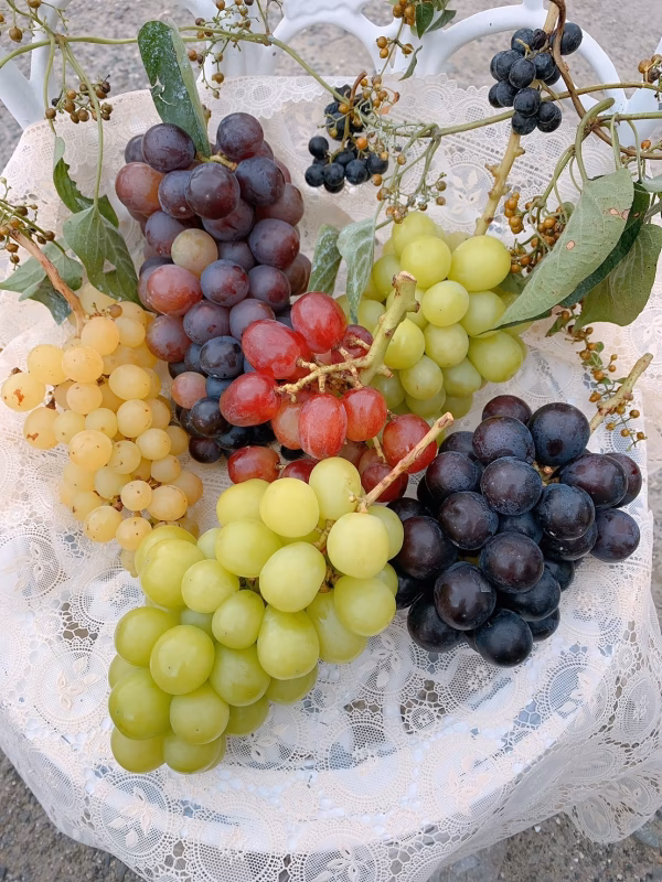 4品種！シャインマスカット＊Bkシードレス＊ピオーネ＊巨峰を味比べくださいませ！