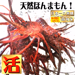初物出荷を活きで出荷！土佐の活き伊勢海老　選べる500ｇ～3000ｇ