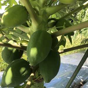 【1週間限定販売12/12まで】完熟堆肥で育ったグリーンパパイヤ