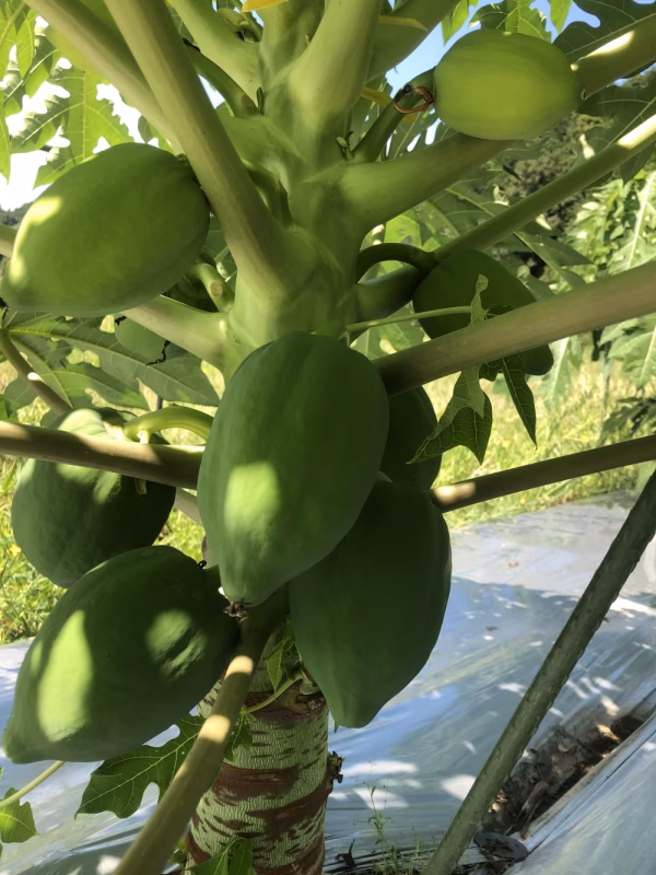 【1週間限定販売12/12まで】完熟堆肥で育ったグリーンパパイヤ