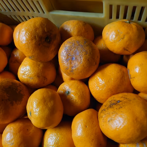 【訳あり 果汁用】料理やお菓子作りに使ってください( ´･ω･`)