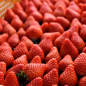 【朝採れ冷凍イチゴ】　500ｇ×2