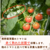 旨味とコクを凝縮！三重県産 真っ赤な完熟ミニトマト『TY千果』(約1.2㎏)