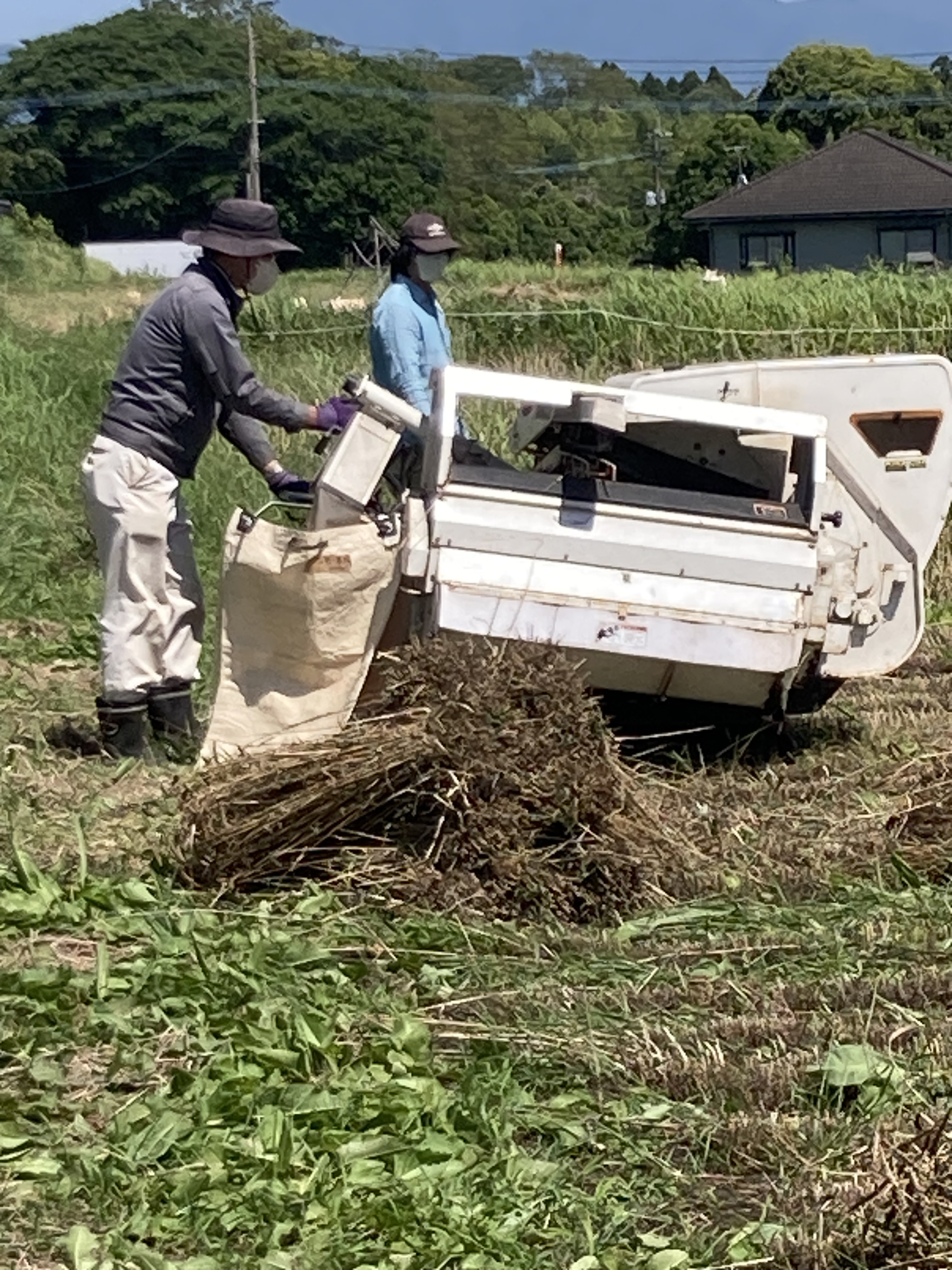 強力全粒粉 1800g 桜島の恵み 無農薬 無肥料 除草剤不使用｜米粉