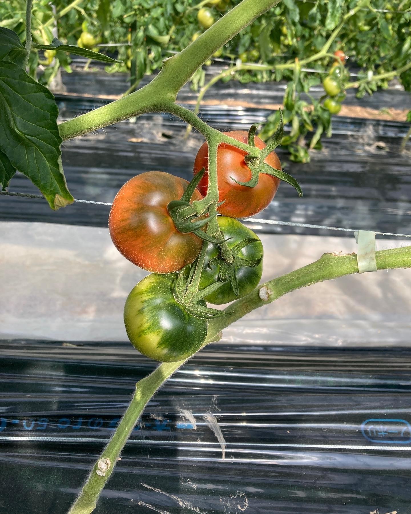 海水栽培 高糖度トマト 大分県産 1kg - 野菜