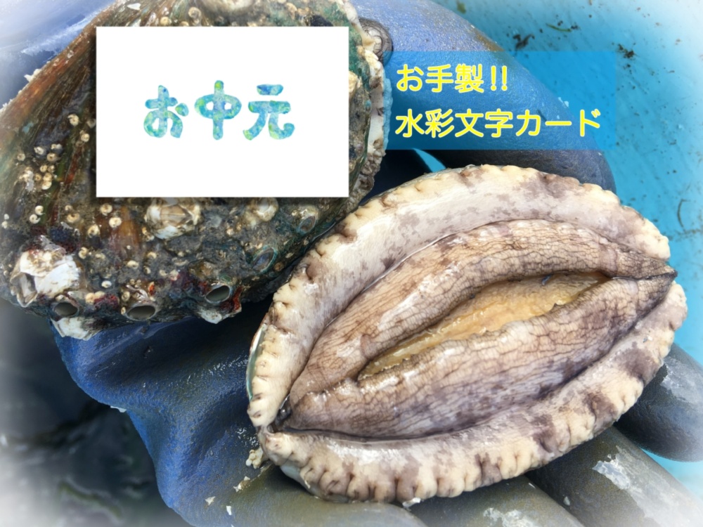 高質 アワビの貝殻一枚 素材 材料 Www Cecop Gob Mx