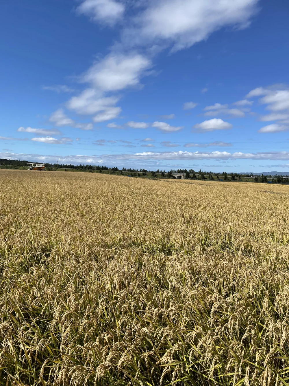 【食べ比べセット】北海道米ゆめぴりか・ななつぼし　各白米5キロ入セット