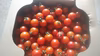 濃厚なミニトマト　孫もぱくぱく手がとまらない！