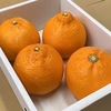 【二級品／ハーフ化粧箱】『柑橘の大トロ』ハウスせとか大玉4玉入（約1kg）