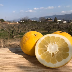 極少量生産の文旦