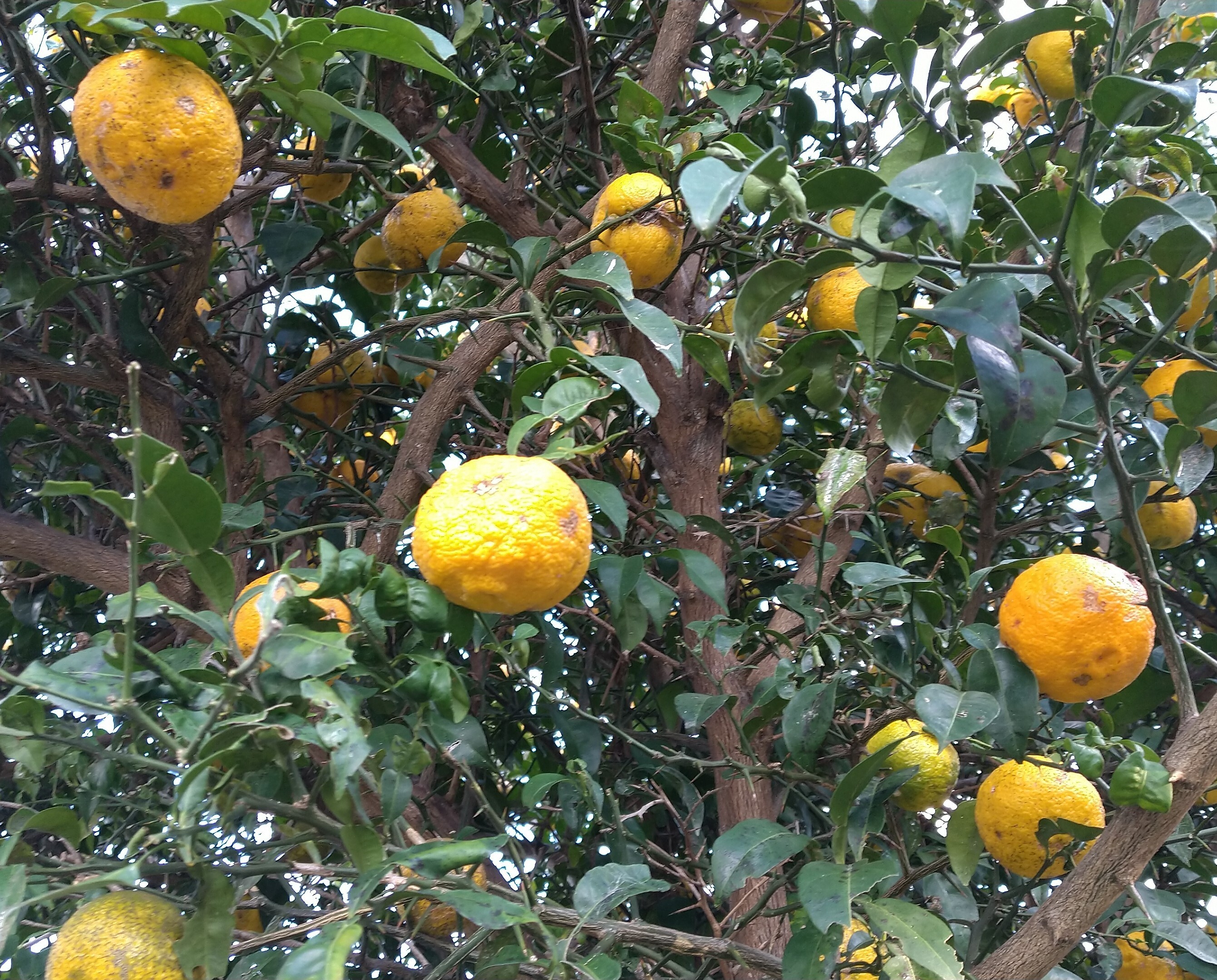 無農薬 ゆず 柚子 花柚子 - 果物