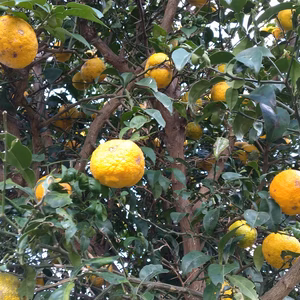 柚子（ゆず）　農薬不使用（無農薬）自然栽培