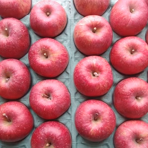 かぐや姫印　完熟サンふじりんご２Ｌサイズ１０ｋｇ