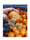スピード発送9箱】春柑橘スペシャル特別セット5kg分