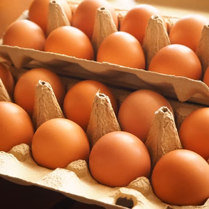 昔ながらの美味しい「平飼い卵」 【冷蔵便でのお届け】