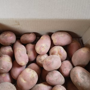 インカのひとみ  1.8キロ