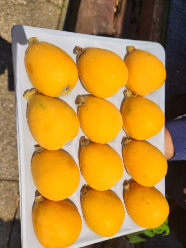 お客様感謝ケース!!"ながさきびわ3L12玉"