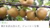 【出荷始まりました！】豊水梨、水分をたっぷり含んだ豊かな梨♪